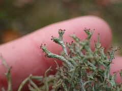 Cladonia scabriuscula