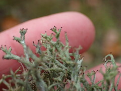 Cladonia scabriuscula