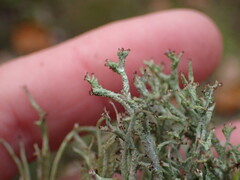 Cladonia scabriuscula