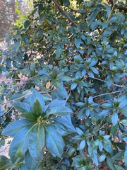 Rhododendron macrosepalum