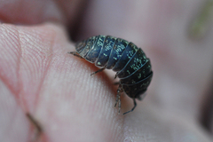 Armadillidium opacum