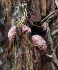 Tubifera