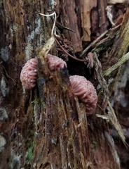 Tubifera