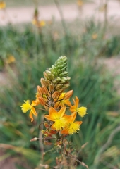 Bulbine frutescens