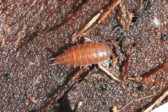 Trichoniscus pusillus