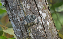 Hamadryas