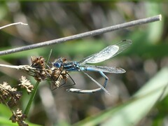 Austrolestes annulosus
