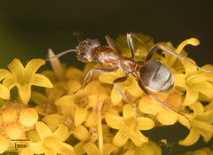 Formica francoeuri
