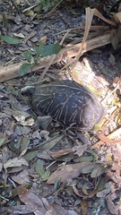 Terrapene carolina bauri