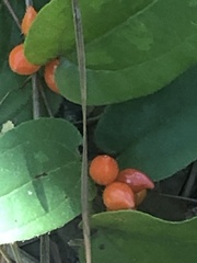 Smilax pumila