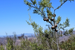 Cupressus forbesii