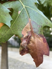 Taphrina caerulescens