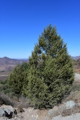Cupressus forbesii