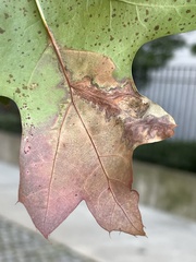 Taphrina caerulescens