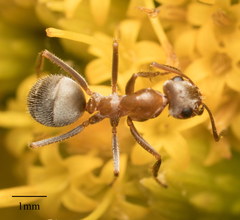Formica francoeuri