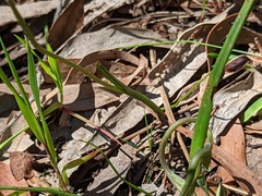 Thelymitra pauciflora