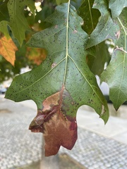 Taphrina caerulescens