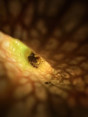 Exyra semicrocea