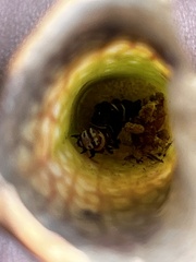 Exyra semicrocea