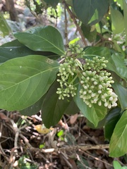 Cordia dichotoma