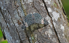 Hamadryas