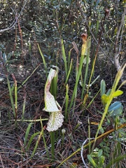 Exyra semicrocea