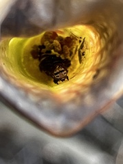Exyra semicrocea