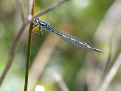 Austrolestes annulosus
