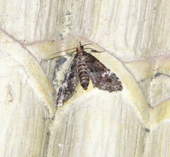Sufetula