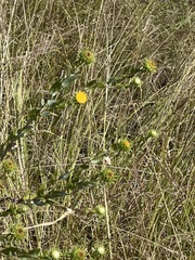 Grindelia adenodonta