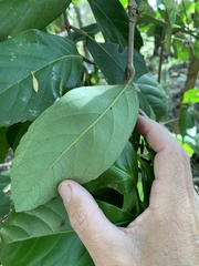 Cordia dichotoma