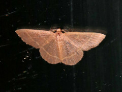 Chlorochlamys chloroleucaria