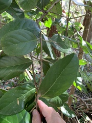 Cordia dichotoma