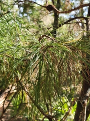 Pinus clausa