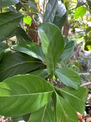 Cordia dichotoma