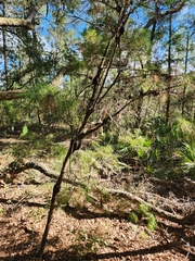 Pinus clausa