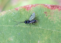 Cheloninae