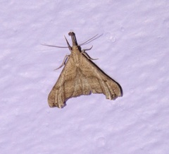 Palthis angulalis