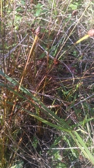 Xyris tennesseensis