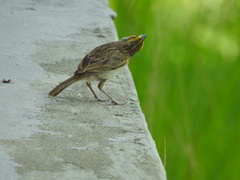 Ammodramus aurifrons