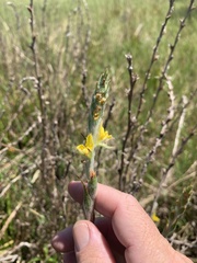 Philydrum lanuginosum