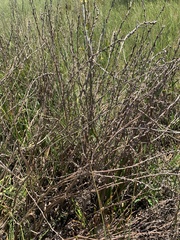 Philydrum lanuginosum