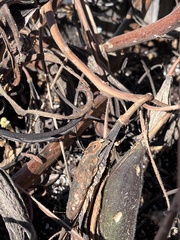 Proboscidea parviflora