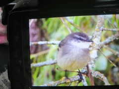 Mecocerculus leucophrys