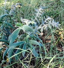 Lithospermum bejariense