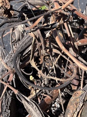 Proboscidea parviflora