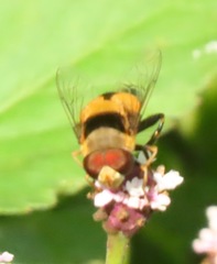 Palpada pusilla