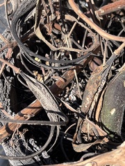 Proboscidea parviflora