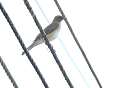 Turdus ignobilis debilis