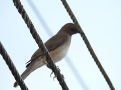 Turdus ignobilis debilis